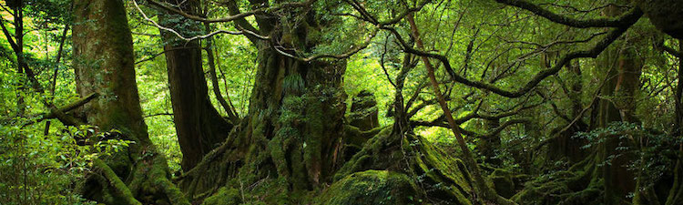 yakushima-japon-foret