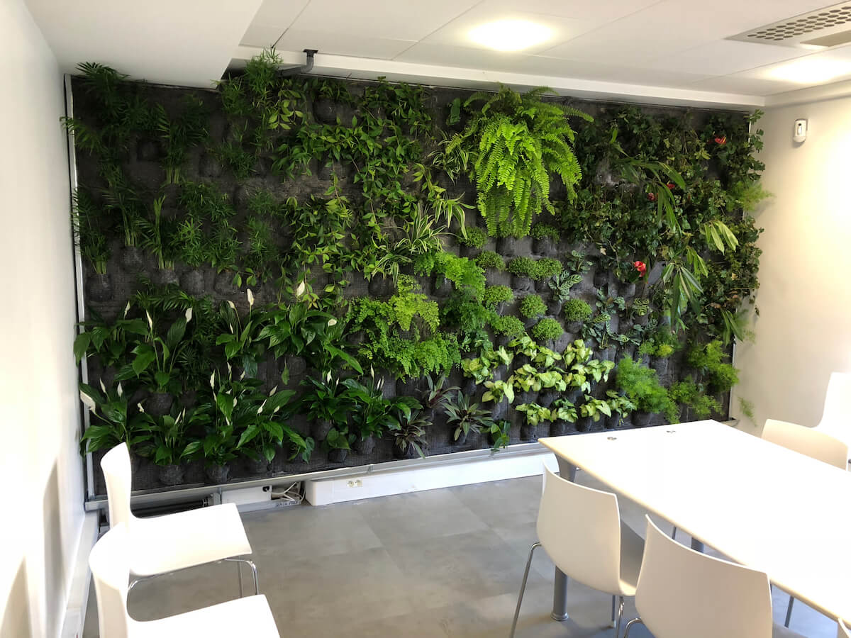 mur végétal récemment installé