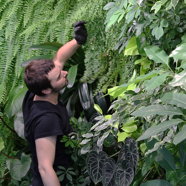 examen des plantes du mur végétal