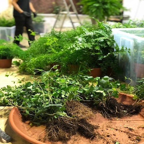 Préparation de plantes pour le mur végétal