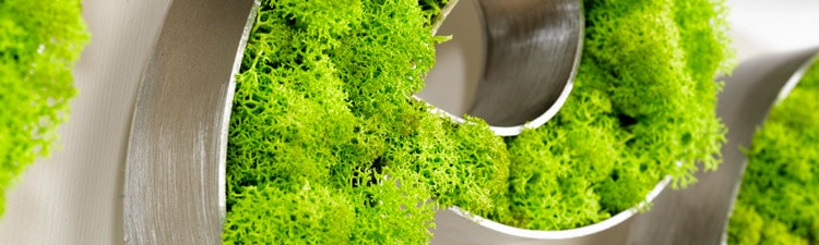 Zoom-vegetal-identity Le mur végétal stabilisé : un mur en mousse?