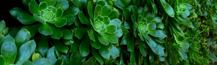 plantes-succulentes-decoration Les Plantes Succulentes dans nos intérieurs