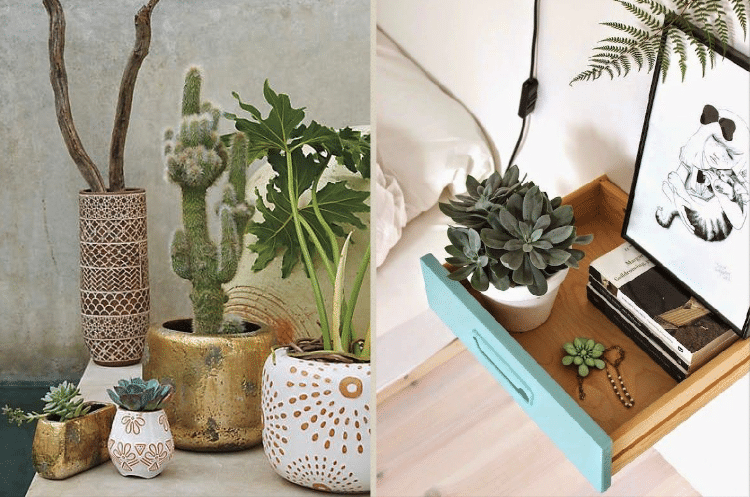 succulentes-idees-decoration