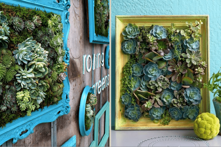 tableaux-succulentes-cadre-vegetal