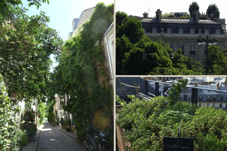 paris-vegetation-urbaine