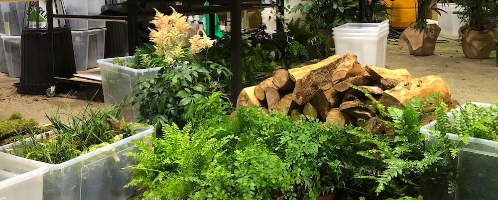 atelier plantes de l'atelier mur vegetal