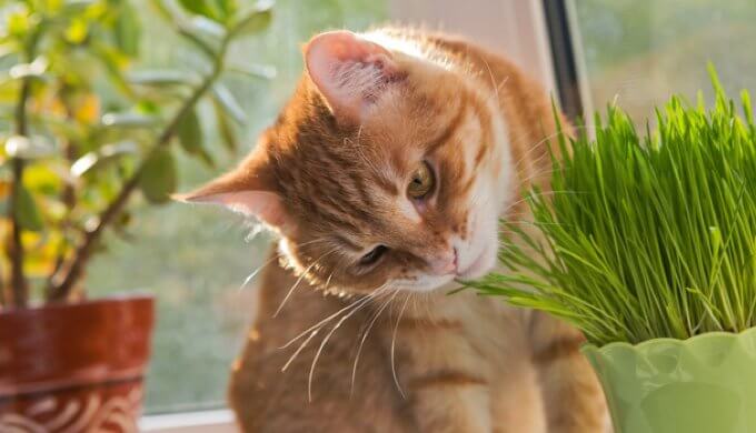 herbe à chat