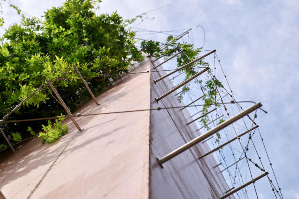 plantes-grimpantes-et-palissage-de-jardin-la-fabrique-du-mur-vegetal