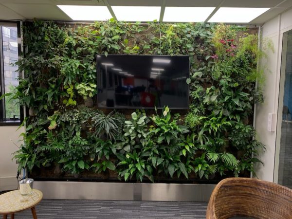 des plantes autour d'un écran dans une entreprise