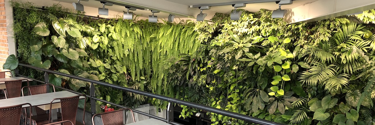 Grand mur végétal que nous avons installé en hauteur dans restaurant