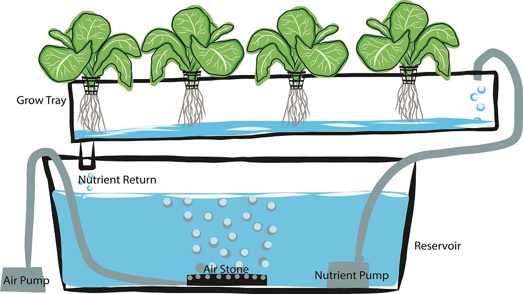 Adaptation d'une plante d'un terreau en hydroculture