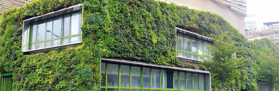 façade végétale